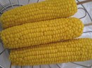 Hot Cob Corn